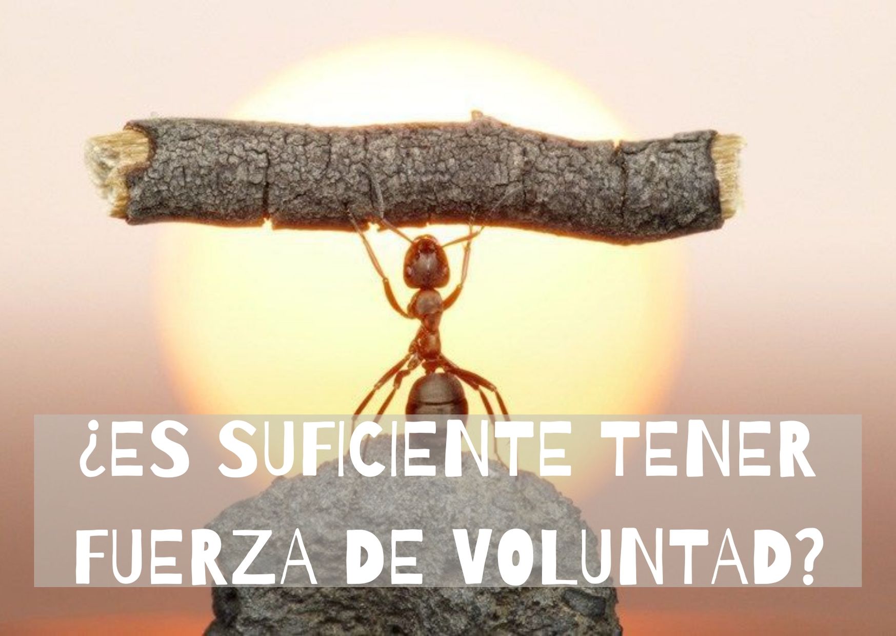 LA FUERZA DE VOLUNTAD NO ES LA RESPUESTA PARA ADELGAZAR